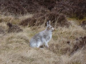 Changing camouflage